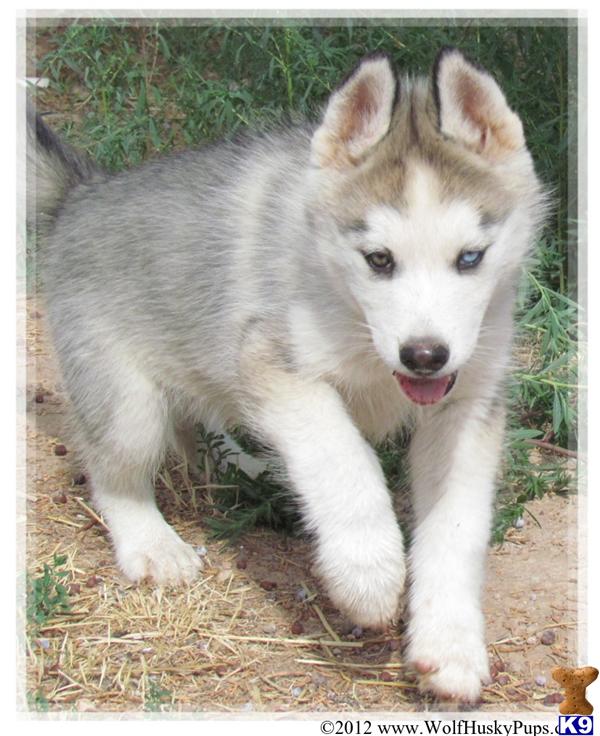 HUSKY WOLF MIX PUPPIES FOR SALE IN KENTUCKY Wroc?awski Informator